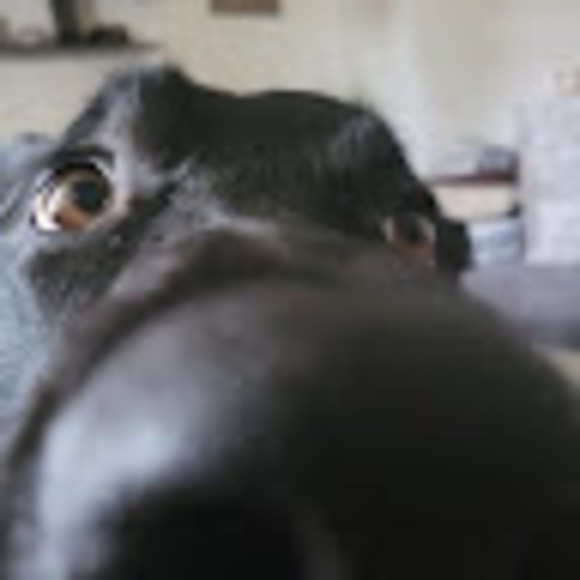 Meet your Posher, Joanna - Picture 1 of 1